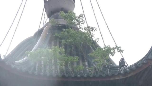 苏州乐园森林世界游玩攻略大揭秘，探秘绿意盎然的小巷世界
