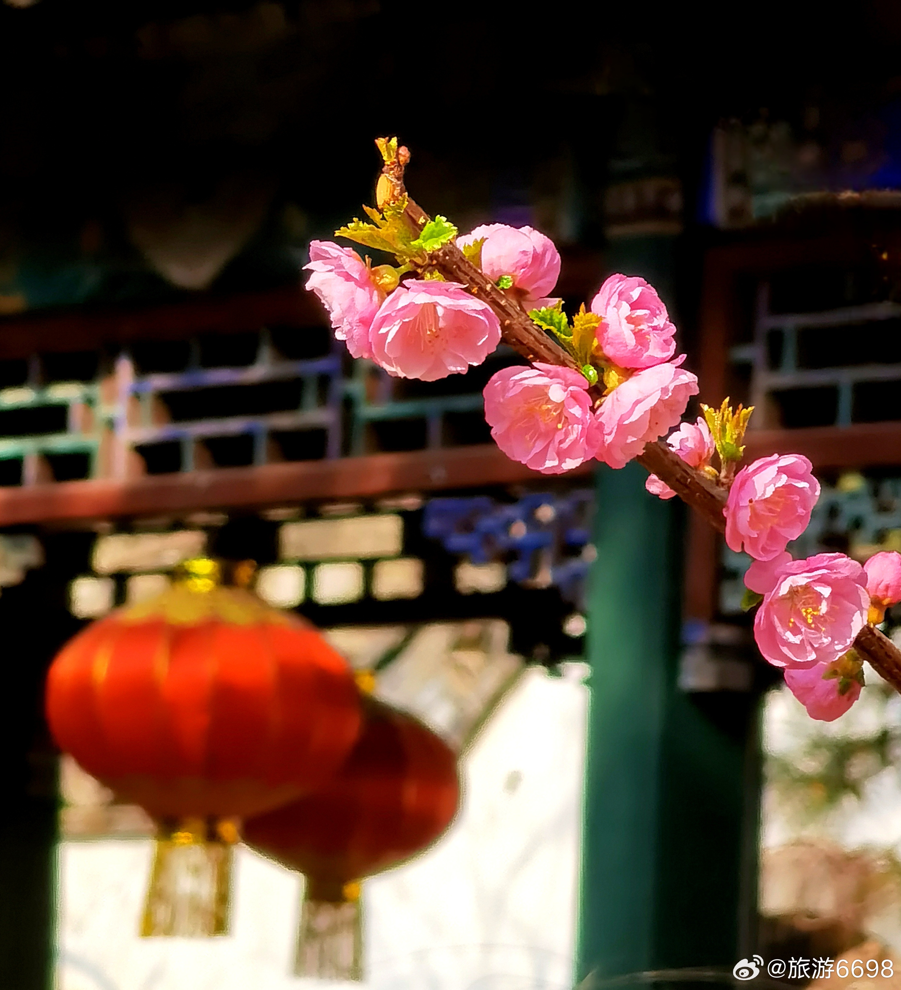 怡红院最新首页，美丽新篇章绽放🌸