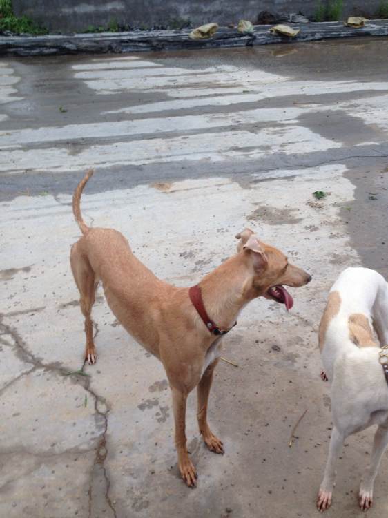最新格力犬贴吧，热点资讯、深度交流与专业分享的平台