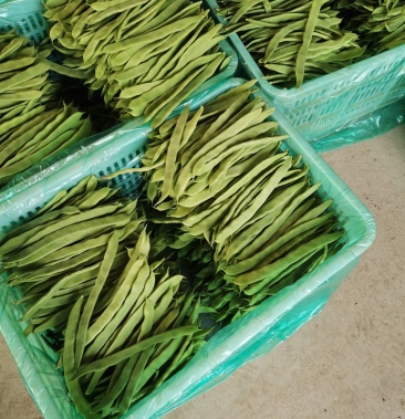 山东芸豆价格最新动态，最新行情报告揭秘！