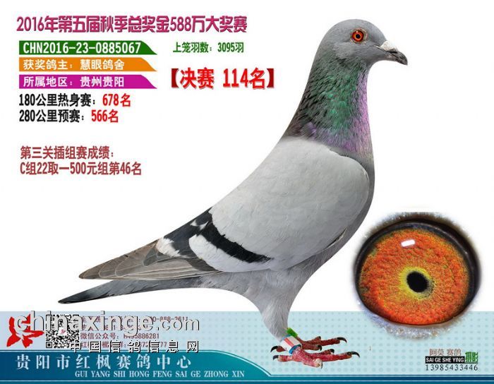 红枫赛鸽公棚最新信息，科技引领赛鸽新时代，未来飞翔之旅启程