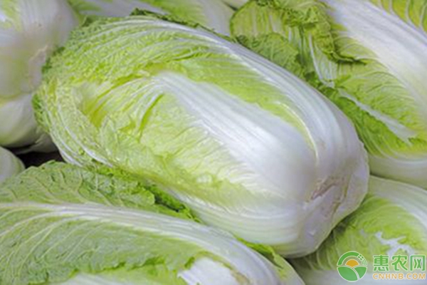 今日白菜价格行情概览与分析