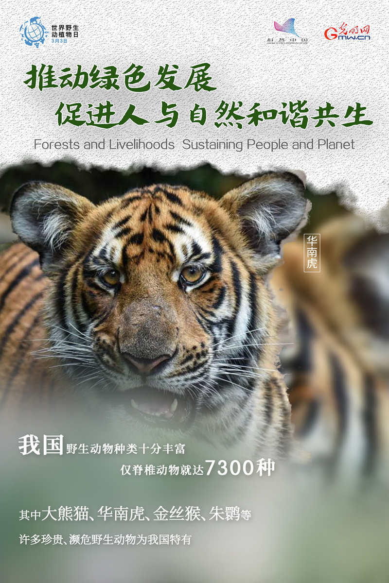 2024澳门白老虎正版资料,完善实施计划_WDC51.679工具版