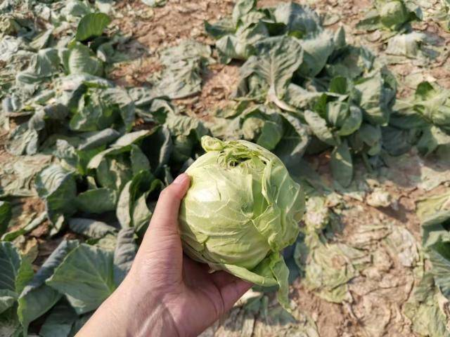 洋白菜最新价格行情及获取指南