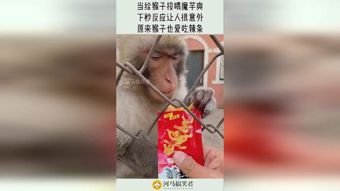 棒棒的猴猴最新平台，观点论述与深度解析