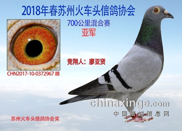 最新信鸽冠军归巢视频，领略科技魅力，体验激动时刻的冠军归巢之旅