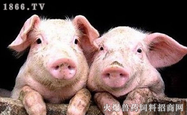 今年猪瘟疫情最新动态，变化中的自信与成就感