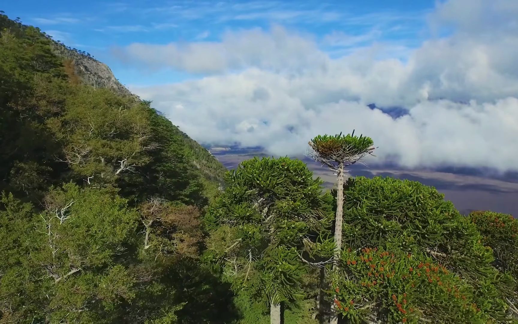 TSF最新，探寻自然美景，寻觅内心平和宁静的轻松之旅