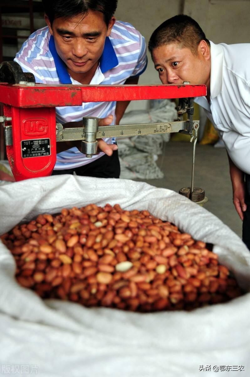 河南花生果最新价格及市场走势与影响因素分析概览