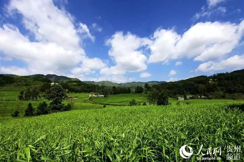 贵州兴仁薏米最新价格，自然美景下的心灵探寻之旅